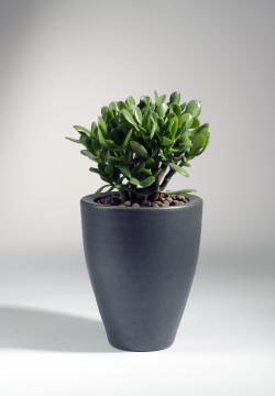 Money tree, Dollar Plant, Jade Plant, friendship tree,lucky plant , Money Plant

